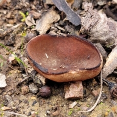 Aleurina sp. at Bruce Ridge to Gossan Hill - 6 Jul 2022 by trevorpreston