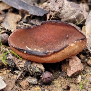 Aleuria sp. (genus) at Bruce, ACT - 6 Jul 2022