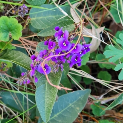 Hardenbergia violacea (False Sarsaparilla) at Isaacs Ridge and Nearby - 6 Jul 2022 by Mike
