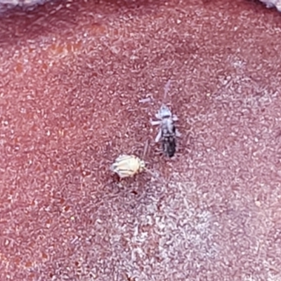 Unidentified Insect at Flea Bog Flat, Bruce - 6 Jul 2022 by trevorpreston