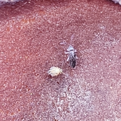 Unverified Insect at Bruce, ACT - 6 Jul 2022 by trevorpreston
