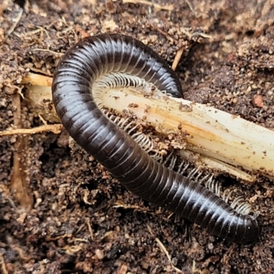 Ommatoiulus moreleti (Portuguese Millipede) at Flea Bog Flat, Bruce - 6 Jul 2022 by trevorpreston