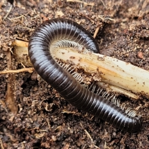 Unidentified Millipede (Diplopoda) (TBC) at suppressed by trevorpreston