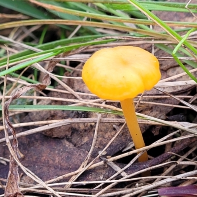 Hygrocybe sp. (Hygrocybe) at Bruce, ACT - 6 Jul 2022 by trevorpreston