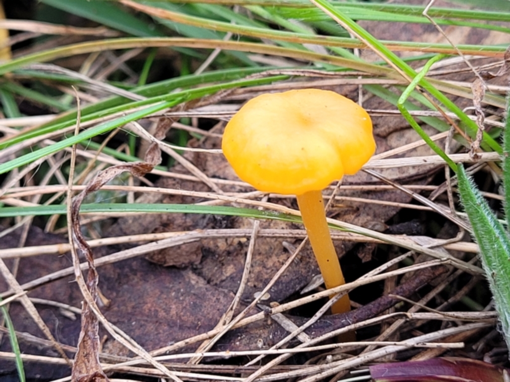 Hygrocybe sp. at Bruce, ACT - 6 Jul 2022