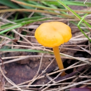 Hygrocybe sp. at Bruce, ACT - 6 Jul 2022