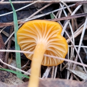 Hygrocybe sp. at Bruce, ACT - 6 Jul 2022