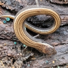 Hemiergis talbingoensis (Three-toed Skink) at Bruce, ACT - 6 Jul 2022 by trevorpreston