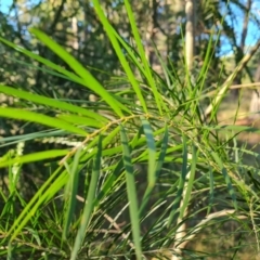 Acacia floribunda (White Sally Wattle, Gossamer Wattle) at Isaacs Ridge and Nearby - 6 Jul 2022 by Mike