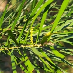 Acacia floribunda at Isaacs, ACT - 6 Jul 2022