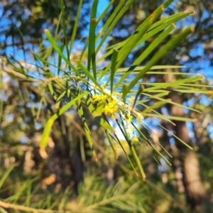 Acacia floribunda at Isaacs, ACT - 6 Jul 2022