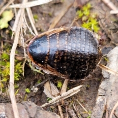 Calolampra sp. (genus) (Bark cockroach) at Bruce, ACT - 6 Jul 2022 by trevorpreston