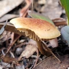 Unverified Cap on a stem; gills below cap [mushrooms or mushroom-like] at Bruce, ACT - 6 Jul 2022 by trevorpreston