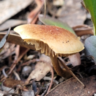 Unidentified Cap on a stem; gills below cap [mushrooms or mushroom-like] at GG291 - 6 Jul 2022 by trevorpreston