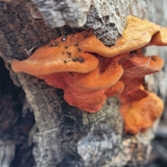 Trametes coccinea (Scarlet Bracket) at Bruce Ridge to Gossan Hill - 6 Jul 2022 by trevorpreston