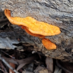 Trametes coccinea at Bruce, ACT - 6 Jul 2022