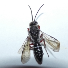 Diamma bicolor (Blue ant, Bluebottle ant) at Jindabyne, NSW - 12 Mar 2022 by Birdy