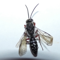 Unidentified Flower wasp (Scoliidae & Tiphiidae) (TBC) at Jindabyne, NSW - 12 Mar 2022 by Birdy