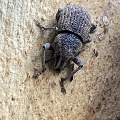 Polyphrades paganus (A weevil) at Kowen, ACT - 6 Jul 2022 by Steve_Bok