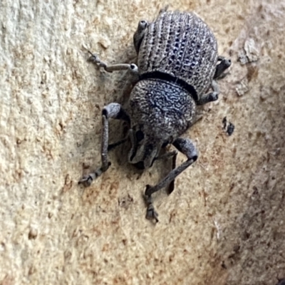 Polyphrades paganus (A weevil) at Kowen, ACT - 6 Jul 2022 by SteveBorkowskis