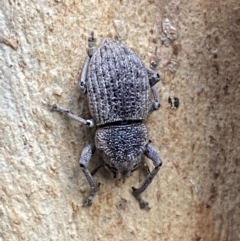 Polyphrades paganus at Kowen, ACT - 6 Jul 2022 03:26 PM