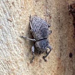 Polyphrades paganus at Kowen, ACT - 6 Jul 2022 03:26 PM