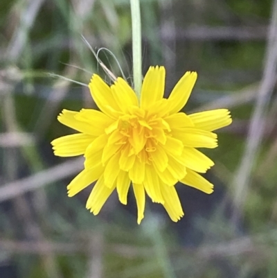 Crepis capillaris (Smooth Hawksbeard) at Kowen, ACT - 6 Jul 2022 by SteveBorkowskis