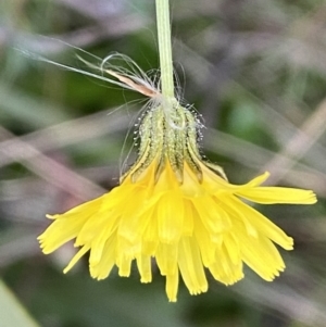 Crepis capillaris at Kowen, ACT - 6 Jul 2022 03:23 PM