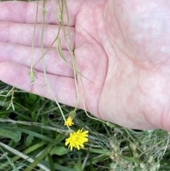 Crepis capillaris at Kowen, ACT - 6 Jul 2022