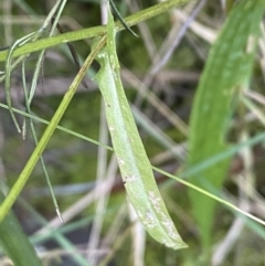 Crepis capillaris at Kowen, ACT - 6 Jul 2022 03:23 PM