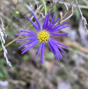 Unidentified Daisy (TBC) at suppressed by Steve_Bok