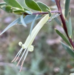 Styphelia triflora (Five-corners) at Molonglo Gorge - 6 Jul 2022 by Steve_Bok