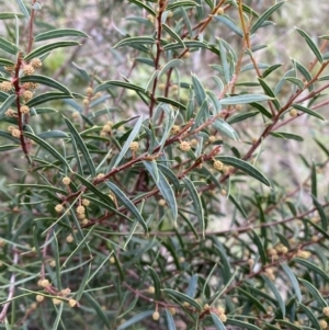 Acacia siculiformis (Dagger Wattle) at Kowen, ACT by Steve_Bok