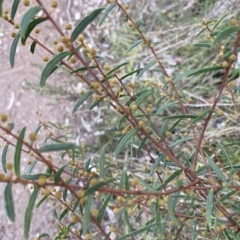 Acacia siculiformis at Kowen, ACT - 6 Jul 2022