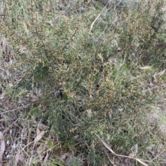 Acacia siculiformis at Kowen, ACT - 6 Jul 2022