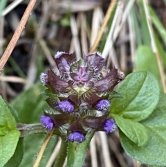 Prunella vulgaris (Self-heal, Heal All) at Molonglo Gorge - 6 Jul 2022 by Steve_Bok