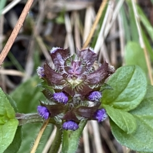 Prunella vulgaris at Kowen, ACT - 6 Jul 2022