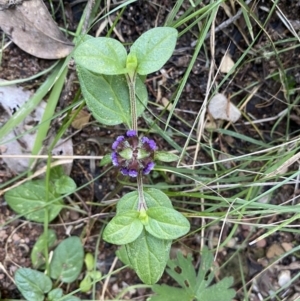 Prunella vulgaris at Kowen, ACT - 6 Jul 2022