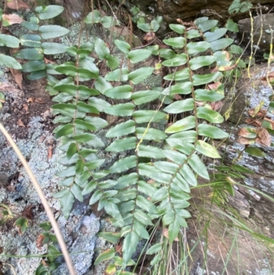 Pellaea calidirupium (Hot Rock Fern) at Molonglo Gorge - 6 Jul 2022 by SteveBorkowskis