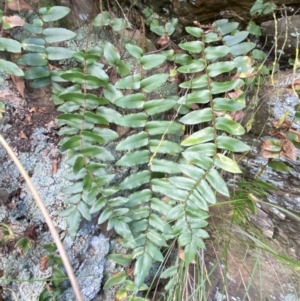 Unidentified Fern / Clubmoss (TBC) at suppressed by Steve_Bok
