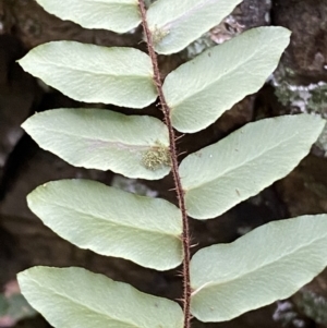 Pellaea calidirupium at Kowen, ACT - 6 Jul 2022