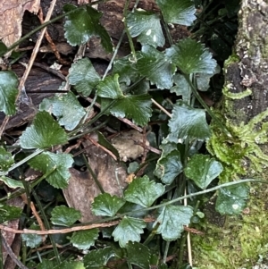 Asplenium flabellifolium at Kowen, ACT - 6 Jul 2022 01:35 PM