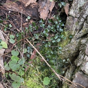 Asplenium flabellifolium at Kowen, ACT - 6 Jul 2022 01:35 PM