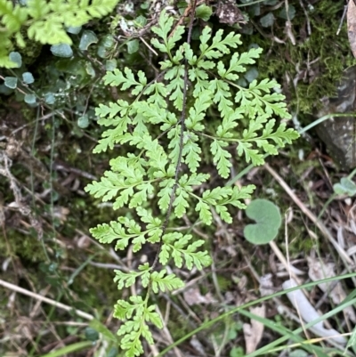 Cheilanthes austrotenuifolia (Rock Fern) at Kowen, ACT - 6 Jul 2022 by SteveBorkowskis