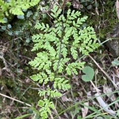 Cheilanthes austrotenuifolia (Rock Fern) at Molonglo Gorge - 6 Jul 2022 by Steve_Bok