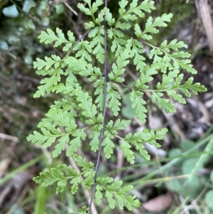 Cheilanthes austrotenuifolia at Kowen, ACT - 6 Jul 2022