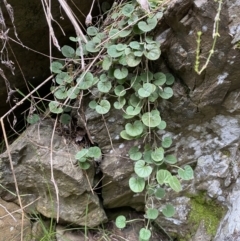 Dichondra sp. Inglewood (J.M.Dalby 86/93) Qld Herbarium (Kidney Weed) at Molonglo Gorge - 6 Jul 2022 by Steve_Bok