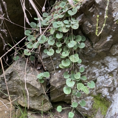 Dichondra sp. Inglewood (J.M.Dalby 86/93) Qld Herbarium (Kidney Weed) at Molonglo Gorge - 6 Jul 2022 by SteveBorkowskis