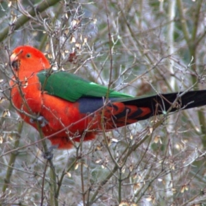 Alisterus scapularis (Australian King-Parrot) at Lyneham, ACT by davobj