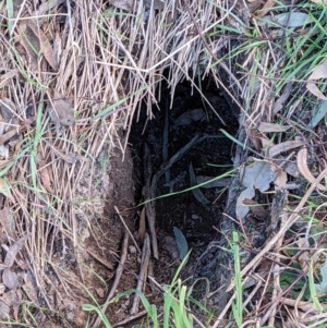 Oryctolagus cuniculus (TBC) at suppressed by abread111